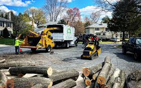 Best Hazardous Tree Removal  in Watauga, TX