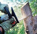Best Stump Grinding and Removal  in Watauga, TX