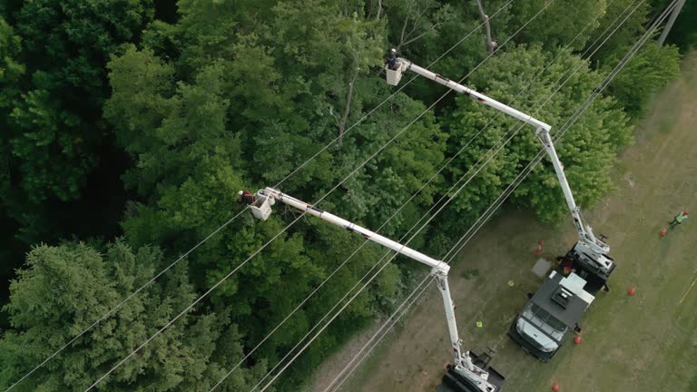 How Our Tree Care Process Works  in  Watauga, TX